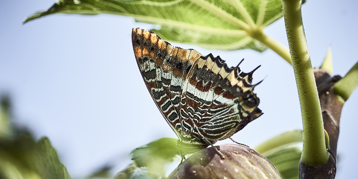 la biodiversité préservée de Château Pech-Latt