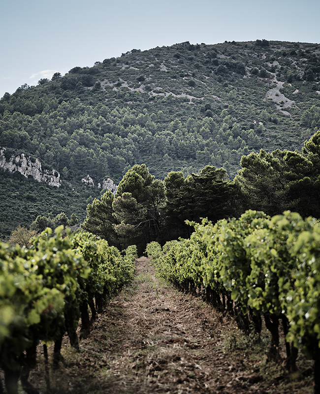 Château Pech-Latt, un Eden préservé et généreux