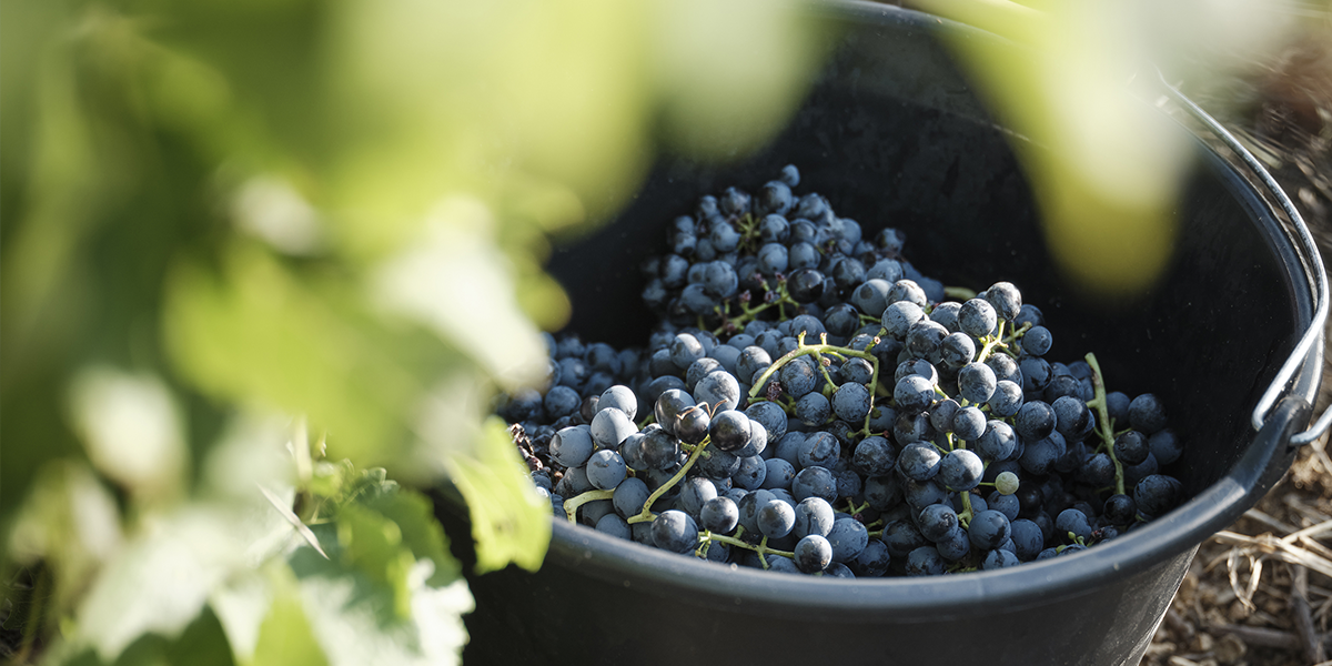 les raisins du vignoble de Château Pech-Latt