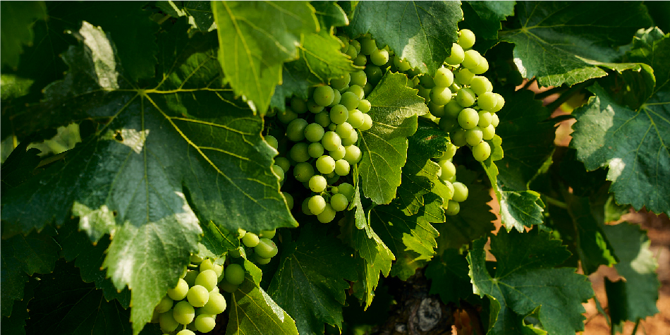 Les vignes de Château Pech-Latt sont cultivées en Bio